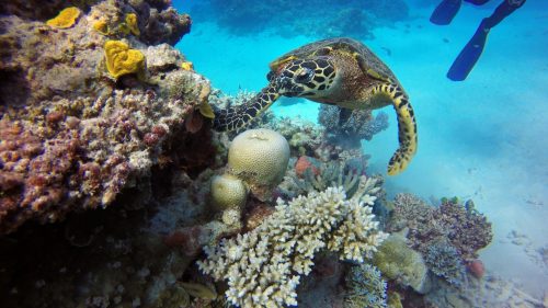 Photograph of the Great Barrier Reef in Australia taken in 2020 by Chad Taylor via Unsplash.